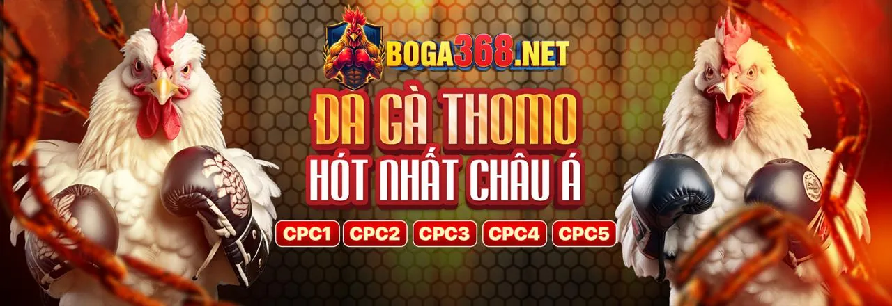 Sân đấu đá gà trực tiếp với khán giả đang theo dõi trên 68win1 app